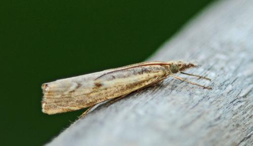 Réf. 245 183 : Agriphila geniculea